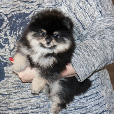 Валентра стар