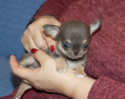 Валентра стар