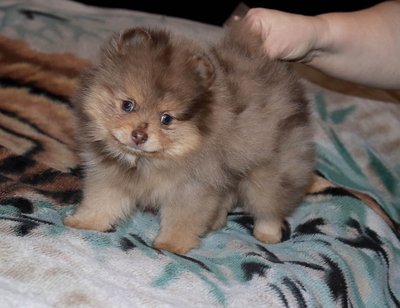 Валентра стар