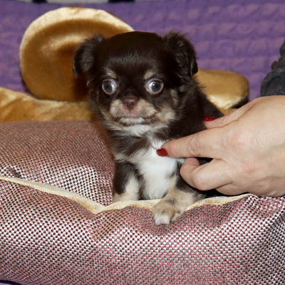 Продается Шоколадная чихуа