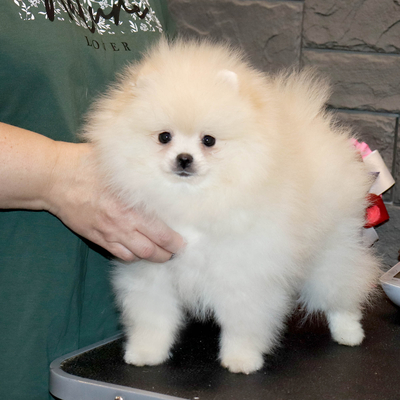 Валентра стар