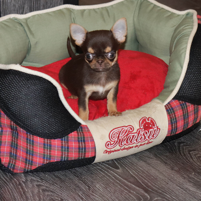 Валентра стар