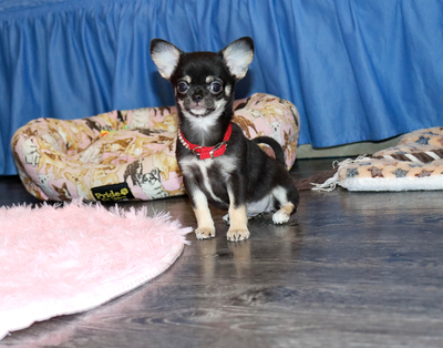 Валентра стар