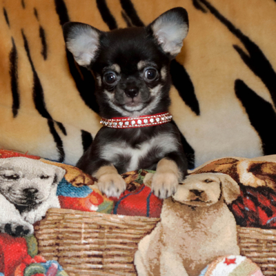 Валентра стар