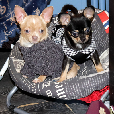 Валентра стар