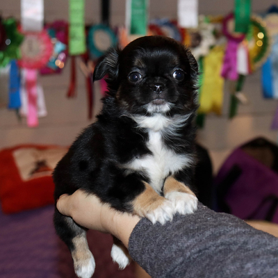 Валентра стар