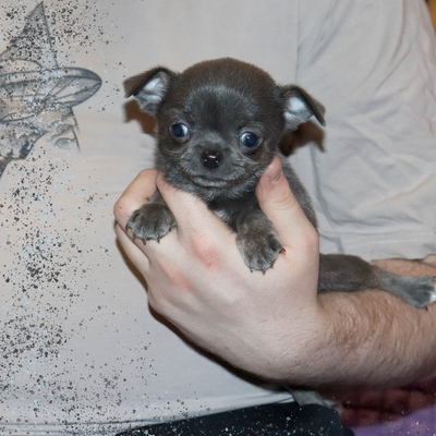 Валентра стар