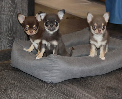 Валентра стар