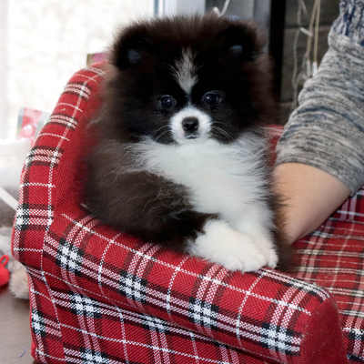 Продается Купить Шпица в Москве