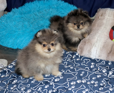 Валентра стар