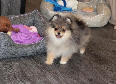 Валентра стар