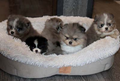 Валентра стар