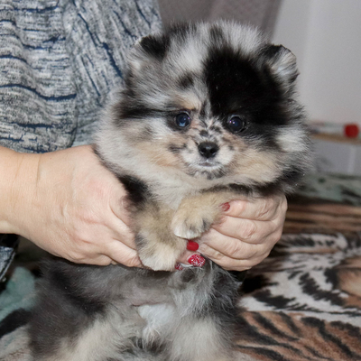 Валентра стар