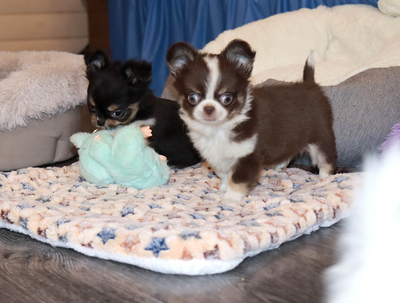 Валентра стар