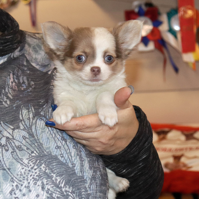 Валентра стар