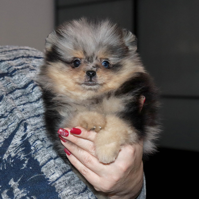 Валентра стар