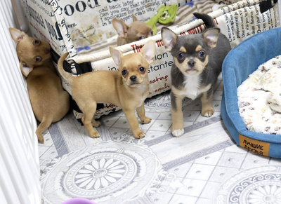 Валентра стар