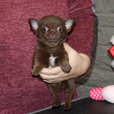 Продается Шоколадная чихуахуа