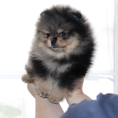 Валентра стар