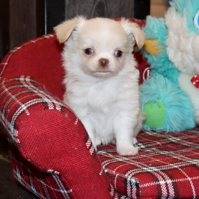 Валентра стар