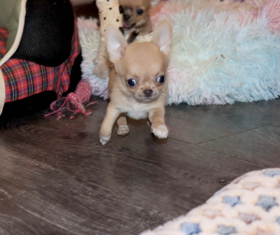 Валентра стар