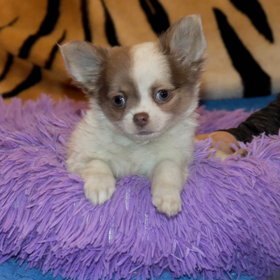 Валентра стар