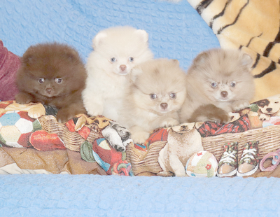 Валентра стар