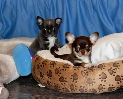 Валентра стар