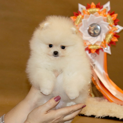 Продается МИНИ шпиц