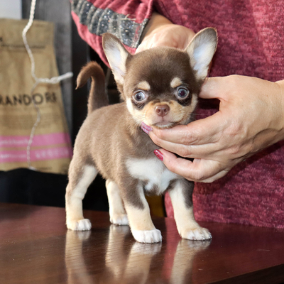 Валентра стар