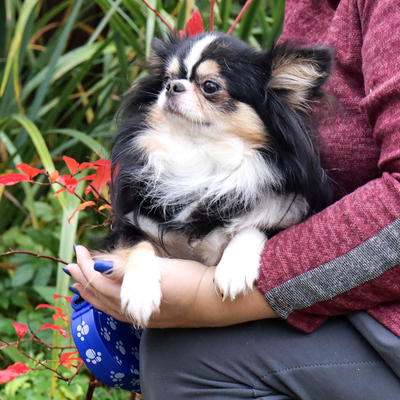 Валентра стар