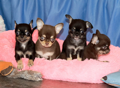 Валентра стар