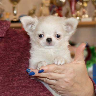 Валентра стар