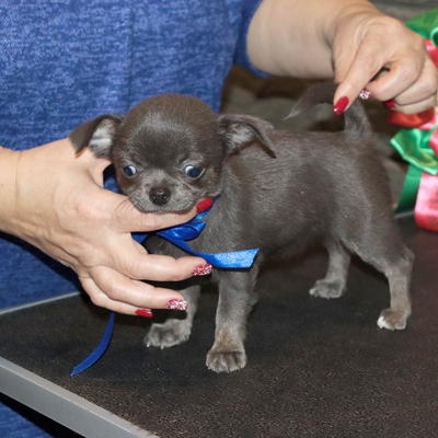 Валентра стар