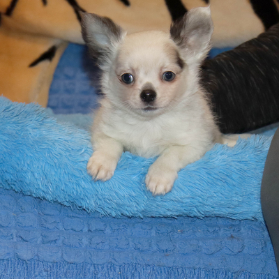 Валентра стар