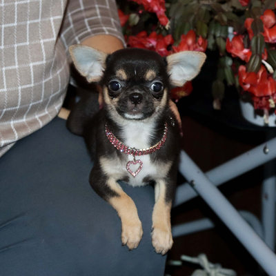 Валентра стар