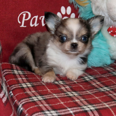 Валентра стар