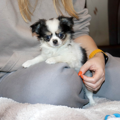 Валентра стар