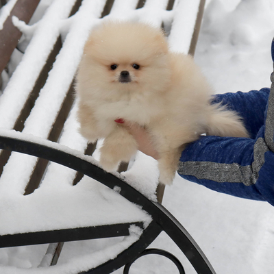 Валентра стар