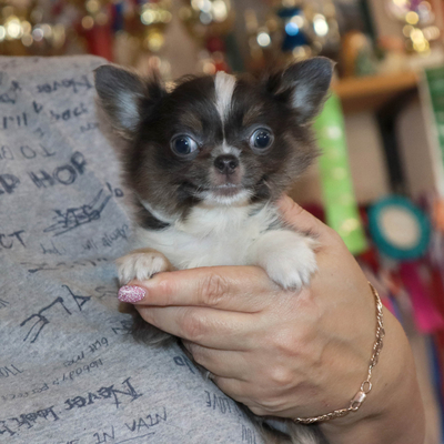 Валентра стар