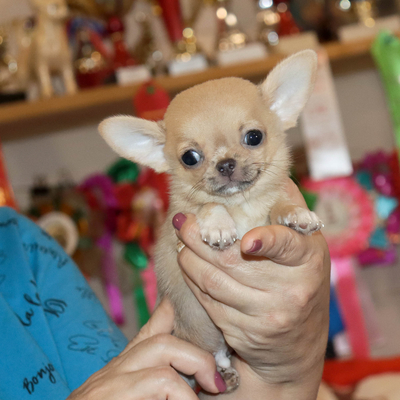 Валентра стар