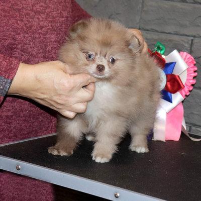 Валентра стар