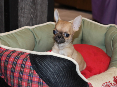 Валентра стар