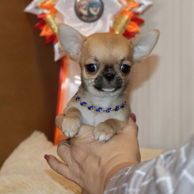 Валентра стар