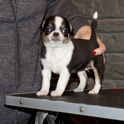 Валентра стар