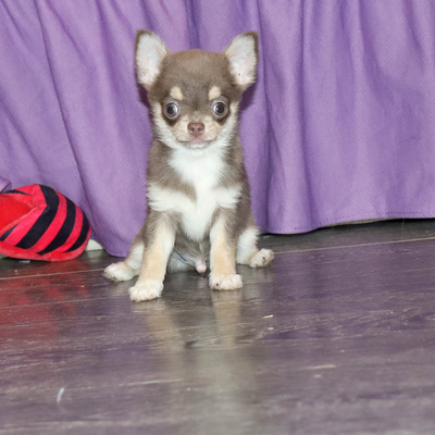 Продается Лиловый чихуахуа