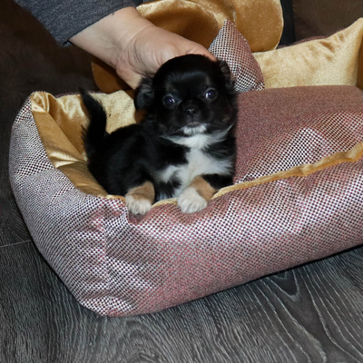 Продается Купить Чихуа в Москве