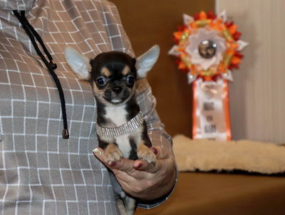 Валентра стар