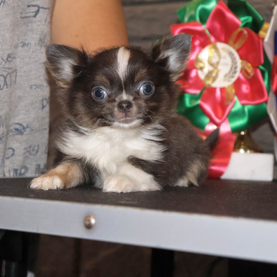 Продается Голубой чихуахуа