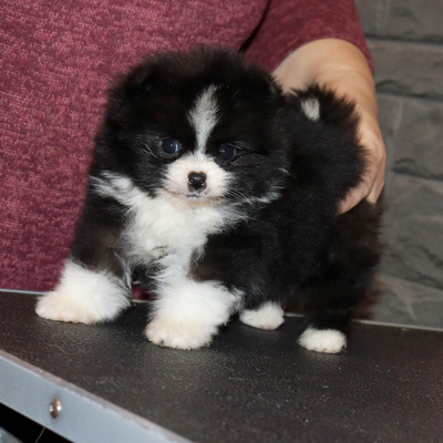 Валентра стар